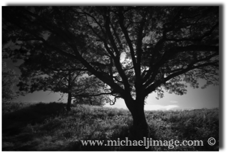 "sacred tree"  
-tisbury-